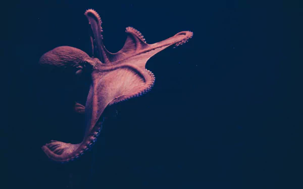 underwater Animal octopus HD Desktop Wallpaper | Background Image