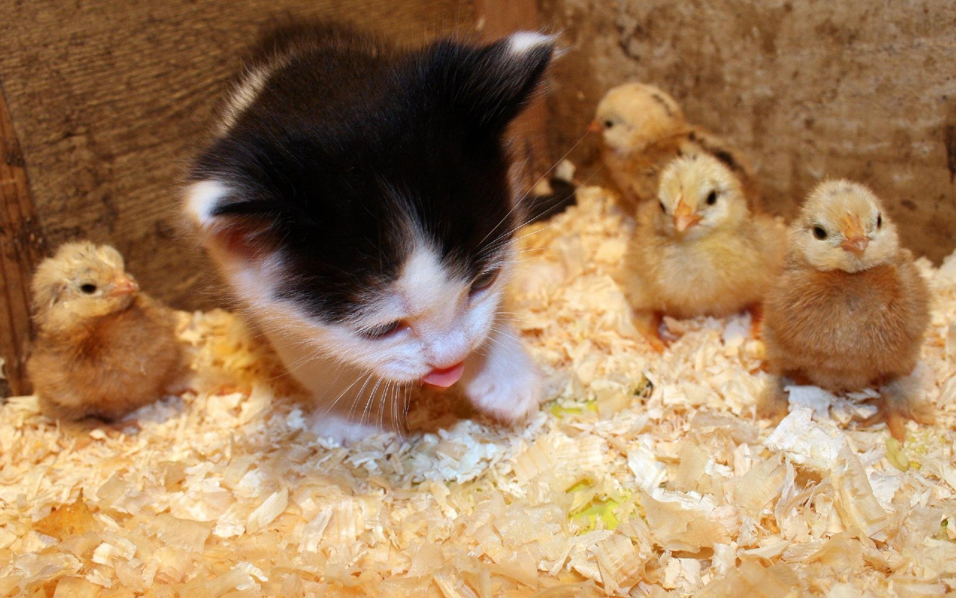 A playful black and white kitten interacts with a group of fluffy yellow chicks in a cozy, straw-filled environment, creating a charming and lively animal scene for a desktop wallpaper.