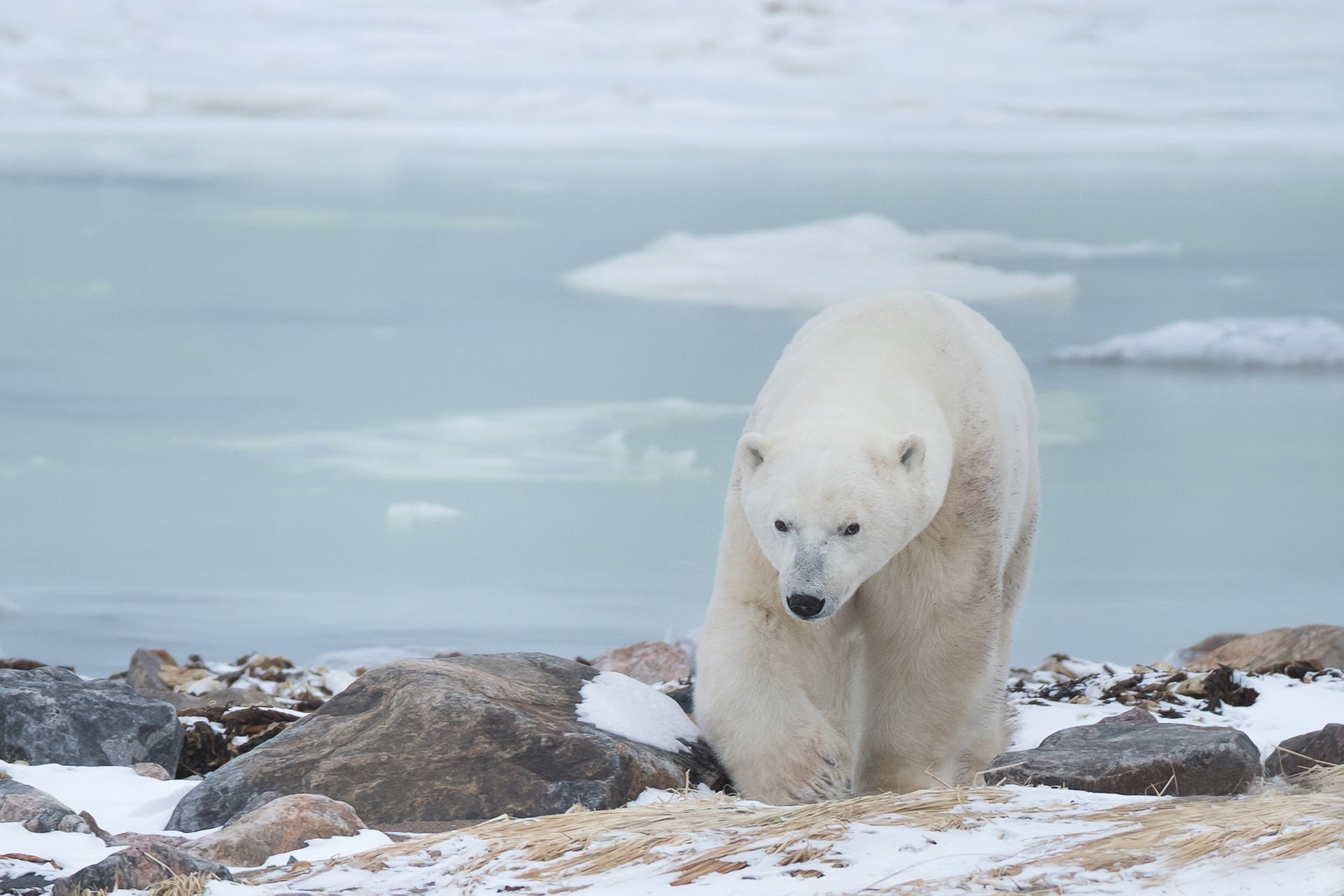 HD desktop wallpaper of a polar bear walking on snowy, rocky terrain near icy waters.