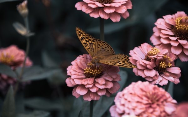 Animal Butterfly Nature Flower Pink Flower Close-Up HD Wallpaper | Background Image