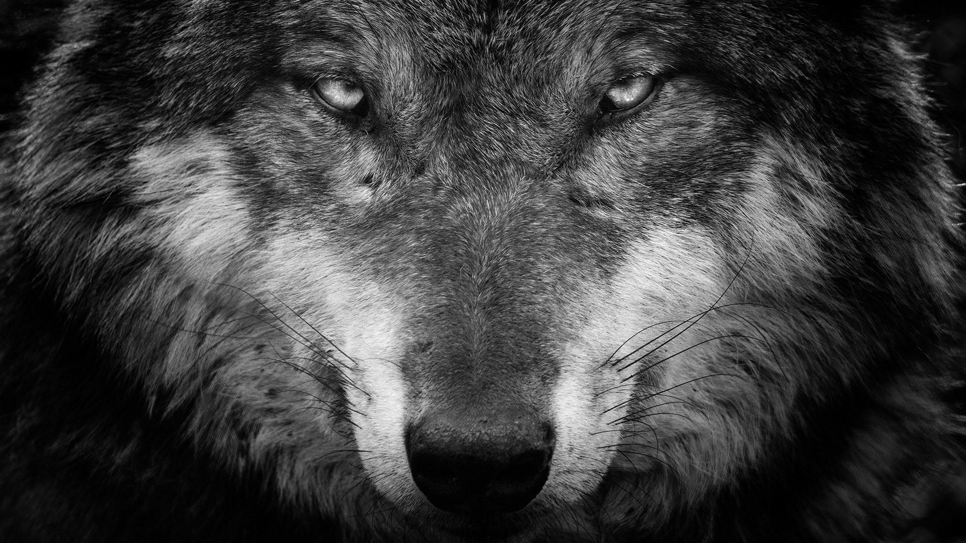 Download Animal Wolf HD Wallpaper