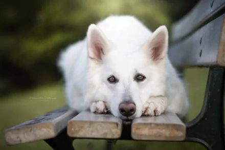 dog Animal berger blanc suisse HD Desktop Wallpaper | Background Image