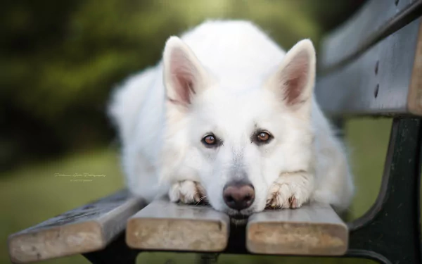 White Berger Blanc Suisse dog lying on a park bench, close-up portrait — 5K Ultra HD PC desktop wallpaper/background.