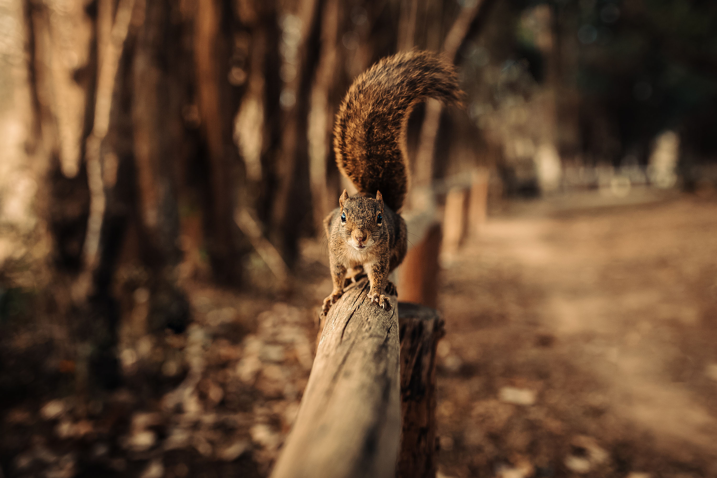 Squirrel HD Wallpaper | Background Image | 3000x2000