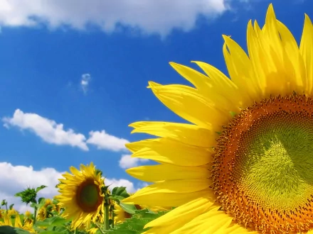 A vibrant sunflower stands out against a bright blue sky dotted with fluffy clouds, creating a stunning nature-themed HD desktop wallpaper.