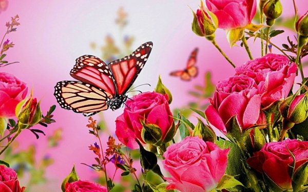 Animal Butterfly Pink Flower Rose Pink Rose HD Wallpaper | Background Image