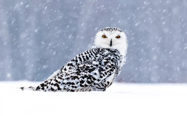 Snowy owl perched in falling snow during a winter snowfall, captured in stunning 4K Ultra HD clarity for a vibrant PC desktop wallpaper.