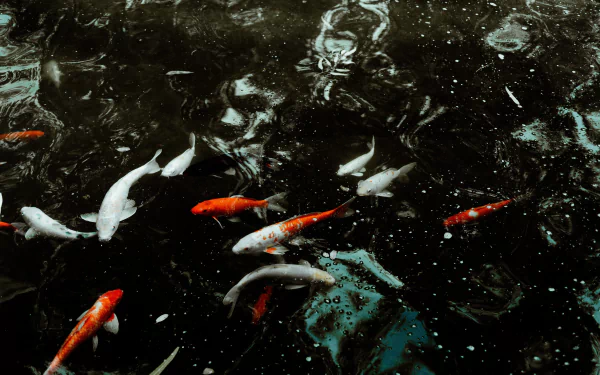 fish Animal koi HD Desktop Wallpaper | Background Image
