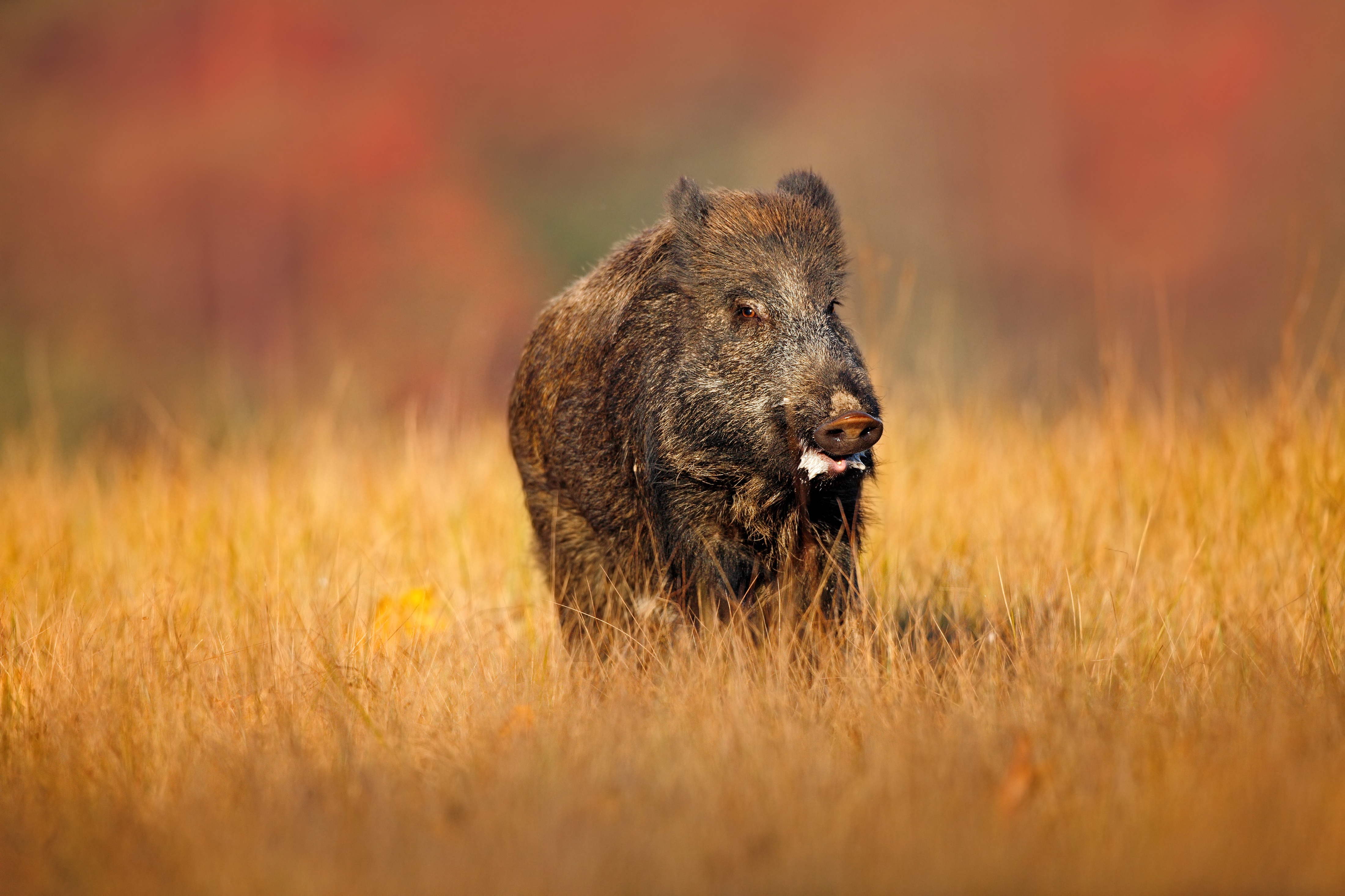 Animal Boar HD Wallpaper | Background Image
