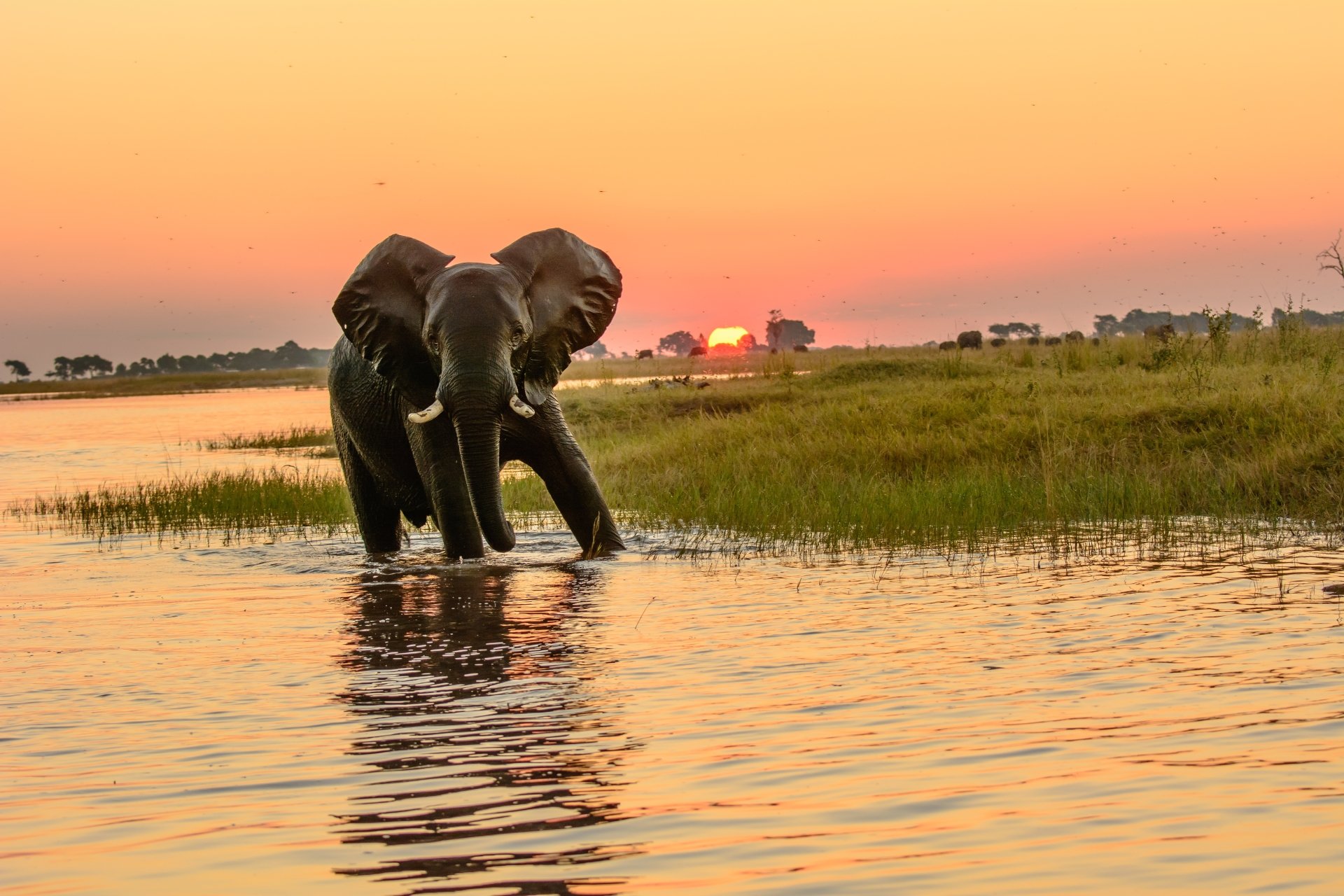 Majestic African bush elephant silhouette against a stunning sunrise in HD desktop wallpaper.