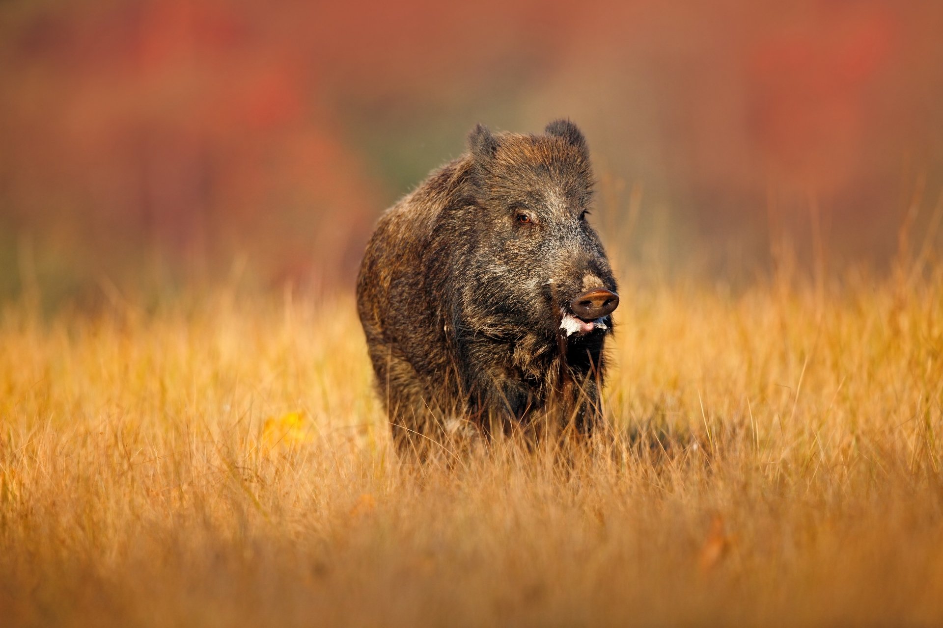 A wild boar standing in a golden field with a blurred autumnal background, captured in 4K Ultra HD quality as a striking PC desktop wallpaper.