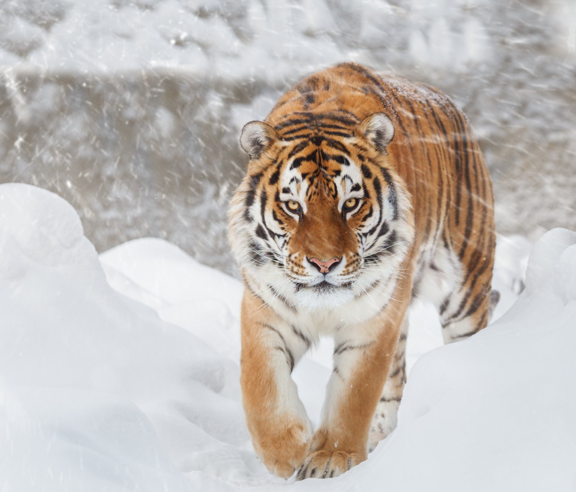 Download Snow Winter Animal Tiger HD Wallpaper