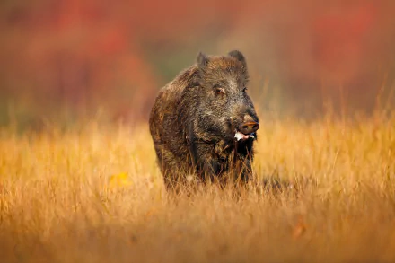 A wild boar standing in a golden field with a blurred autumnal background, captured in 4K Ultra HD quality as a striking PC desktop wallpaper.