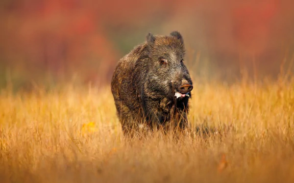 A wild boar standing in a golden field with a blurred autumnal background, captured in 4K Ultra HD quality as a striking PC desktop wallpaper.