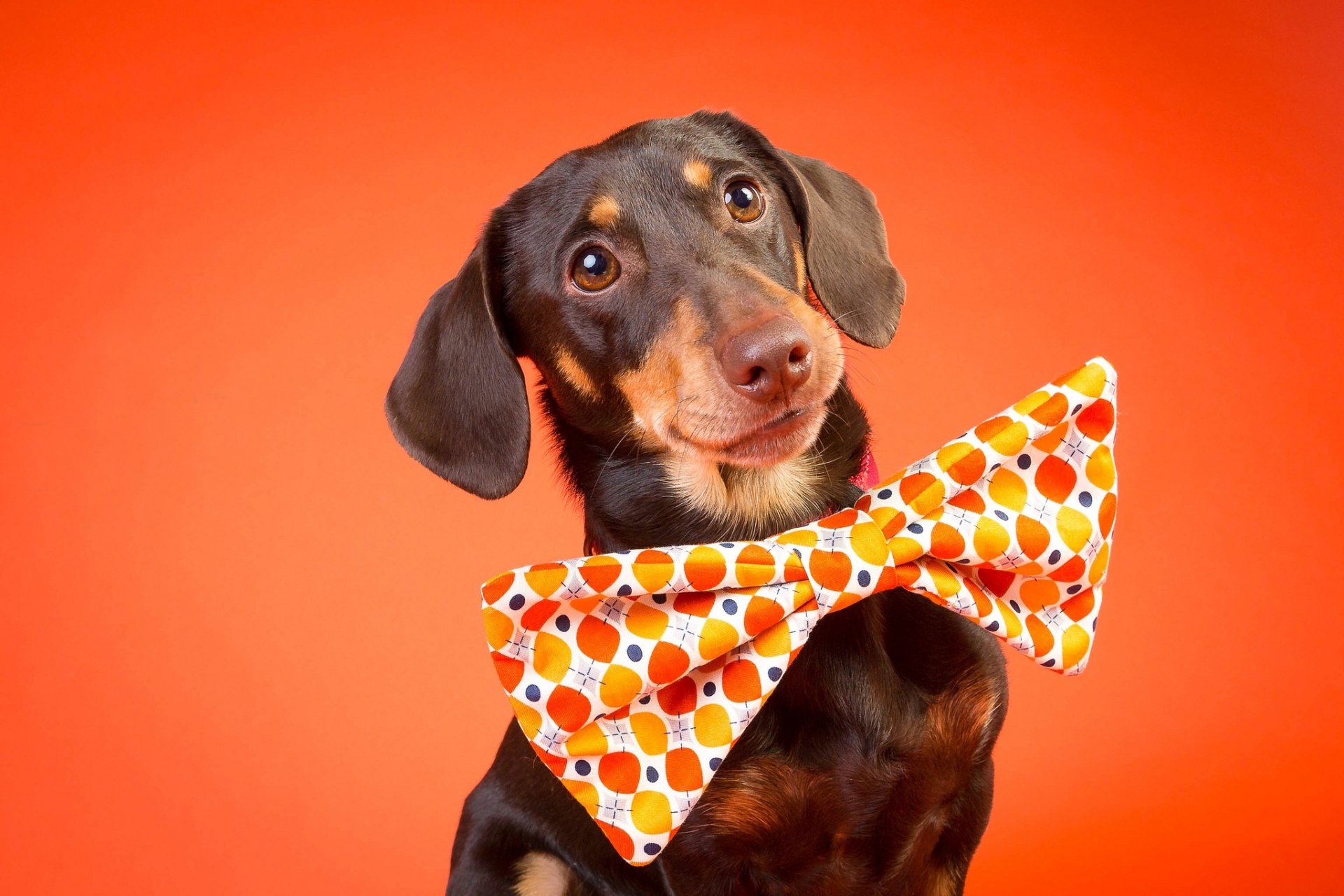 Dachshund HD Wallpaper | Background Image | 2048x1365 | ID:998863 - Wallpaper Abyss  Dachshund HD Wallpaper | Background Image... 