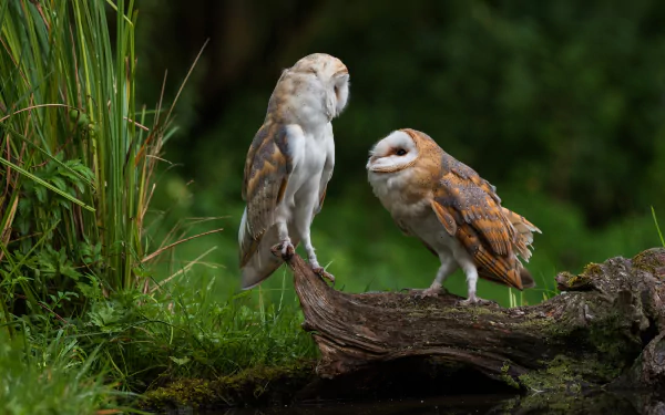 Two barn owls perched on a mossy log surrounded by lush greenery, captured in stunning 4K Ultra HD as a PC desktop wallpaper and background.