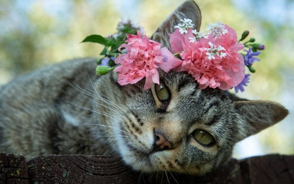 Animal Cat Stare HD Wallpaper | Background Image