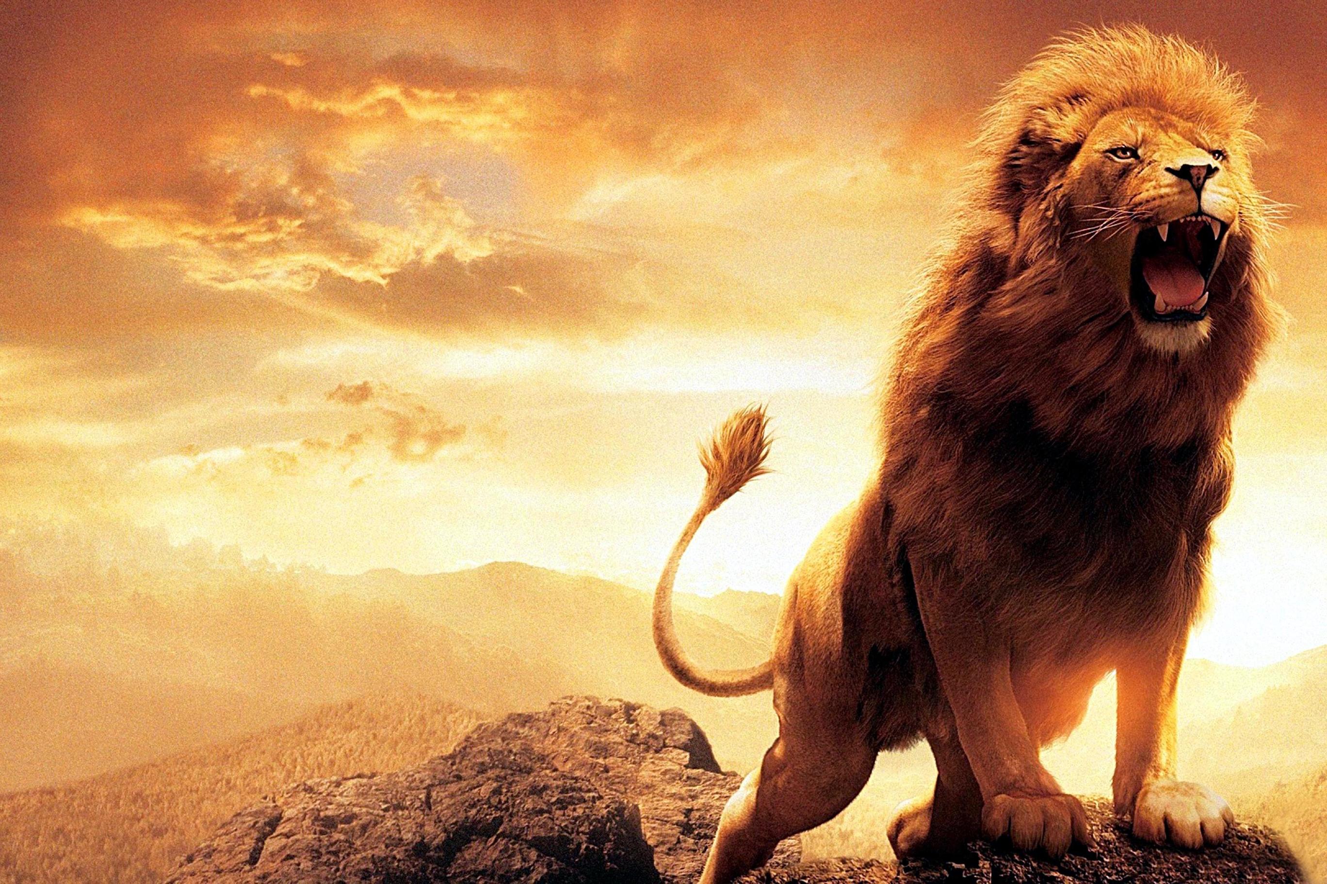 roaring lions wallpapers hd